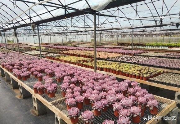 家養多肉什么品種好_家養多肉植物哪種好_家庭養多肉植物好不好