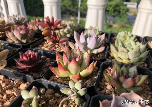 家養多肉植物哪種好_家養多肉什么品種好_家庭養多肉植物好不好