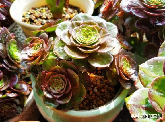 家養多肉什么品種好_家養多肉植物哪種好_家庭養多肉植物好不好