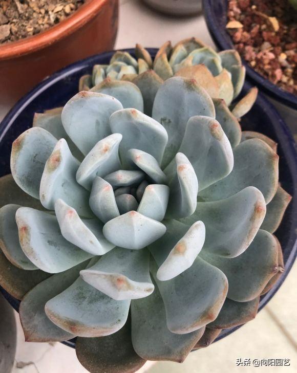 家養多肉什么品種好_家庭養多肉植物好不好_家養多肉植物哪種好