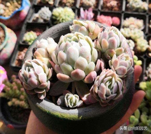 家養多肉什么品種好_家庭養多肉植物好不好_家養多肉植物哪種好
