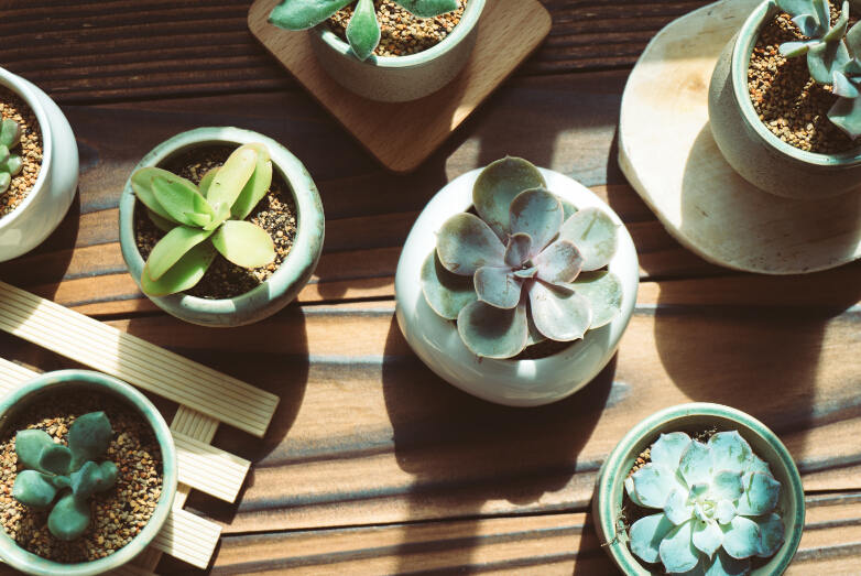 自帶香味的多肉有哪些？多肉的香都是什么味的？