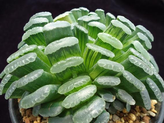 盤點最貴的“5種”多肉，買一盆，兩個月工資沒了