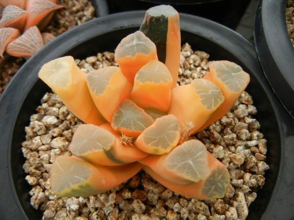 珍貴的多肉_最珍貴的多肉植物_珍貴多肉植物排行