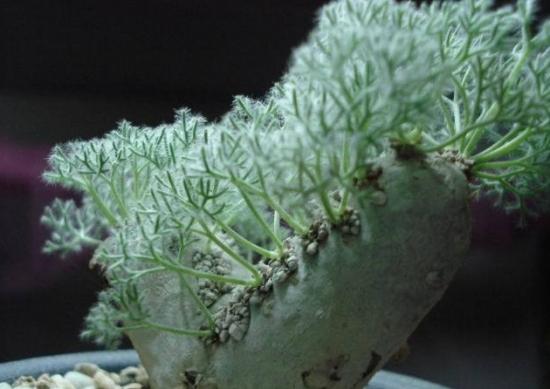 珍貴的多肉_珍貴多肉植物排行_最珍貴的多肉植物