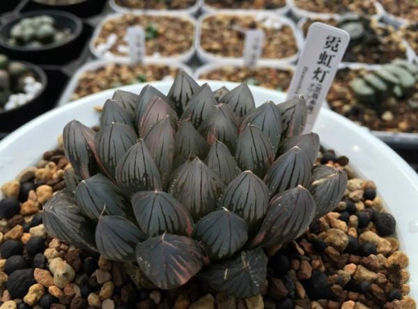 珍貴多肉植物排行_珍貴的多肉_最珍貴的多肉植物