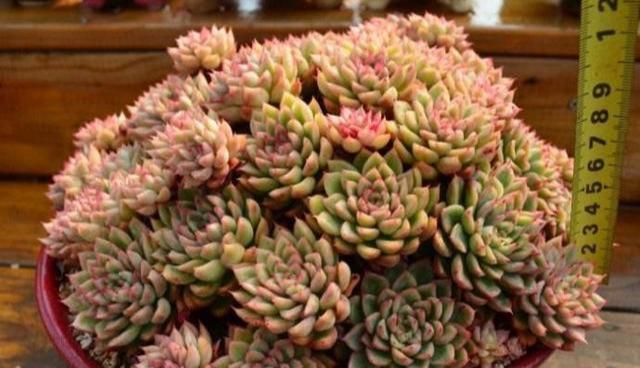 多肉開(kāi)花？沒(méi)好事，狠狠心，掐掉它，防止越來(lái)越黑瘦