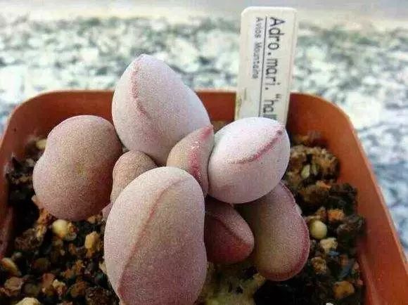 多肉型植物_多肉型種_50種多肉植物