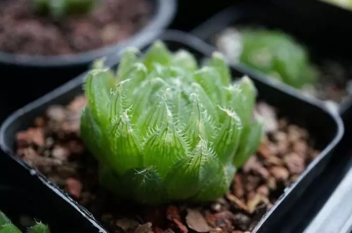 多肉型植物_多肉型種_50種多肉植物