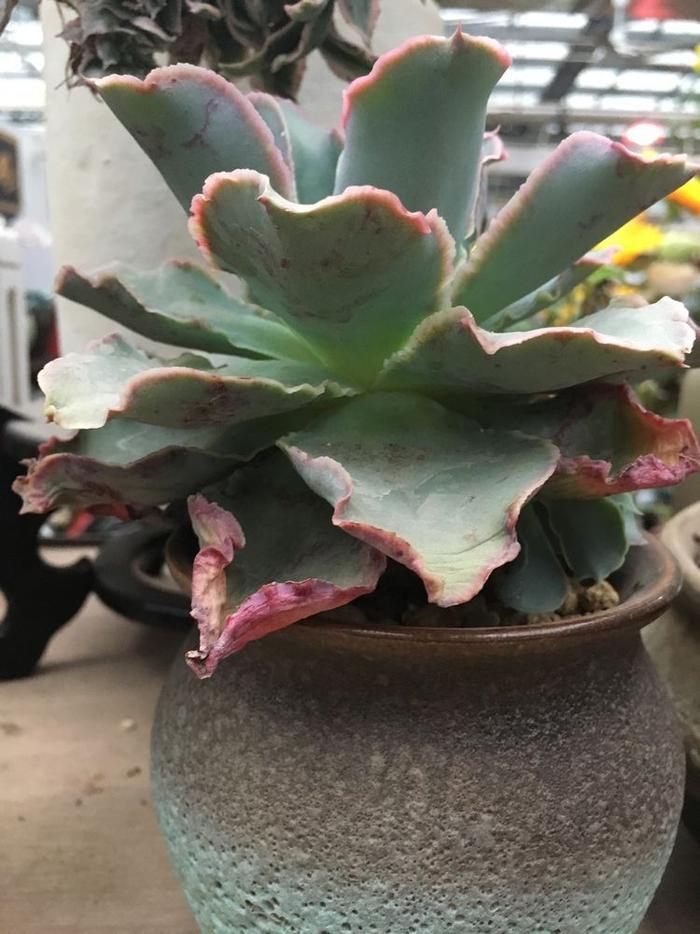 老爸總說我的多肉像“包菜”，心塞！