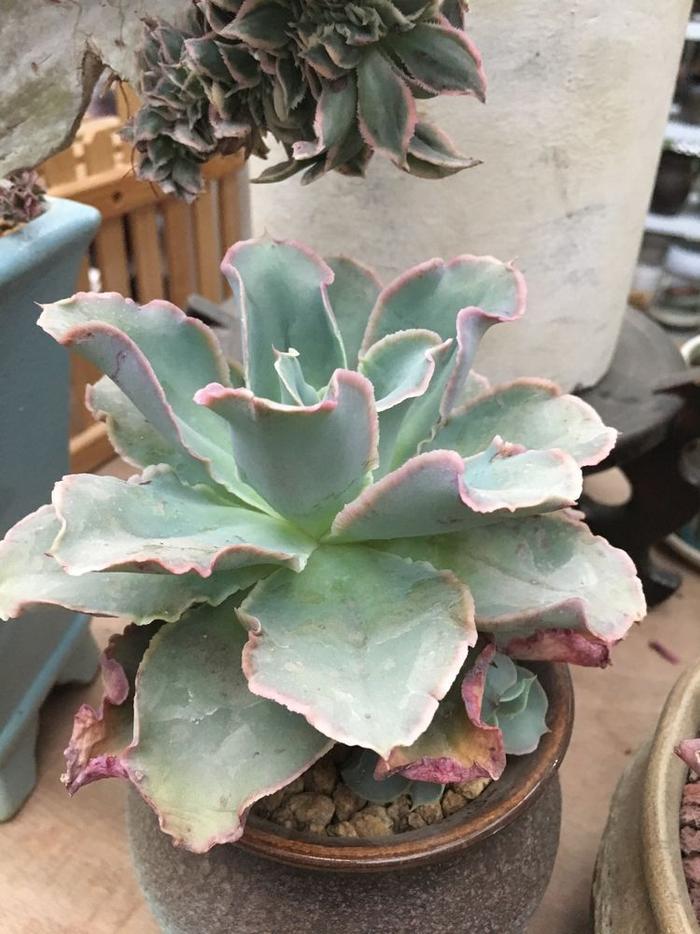 玫瑰養藍多肉怎么養_多肉藍玫瑰怎么養_多肉藍玫瑰圖片