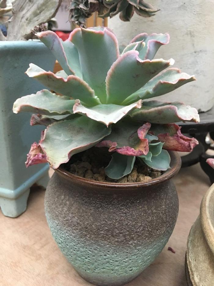 玫瑰養藍多肉怎么養_多肉藍玫瑰圖片_多肉藍玫瑰怎么養