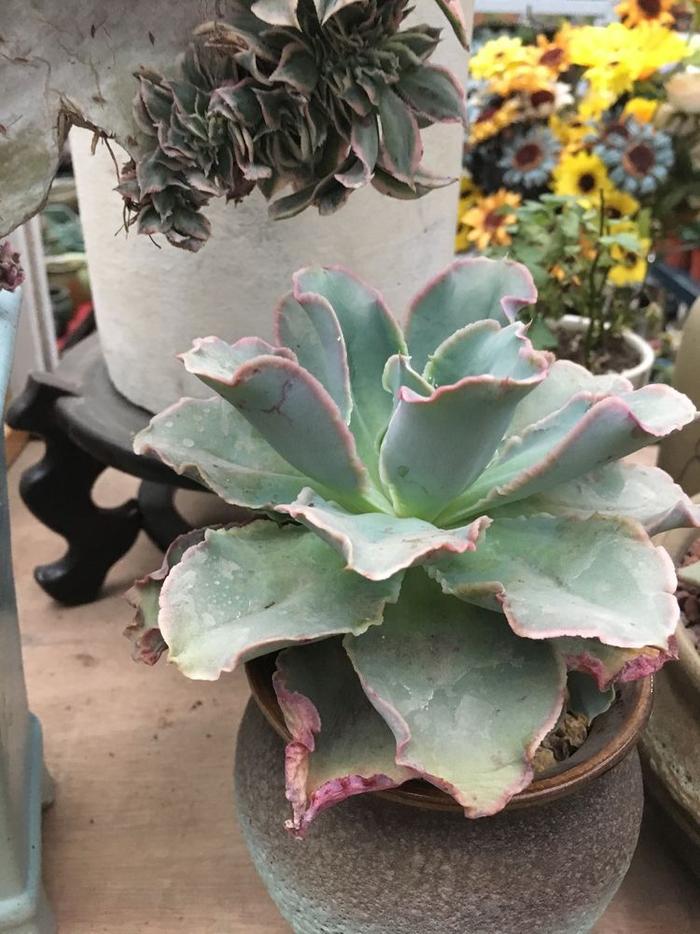 多肉藍玫瑰怎么養_玫瑰養藍多肉怎么養_多肉藍玫瑰圖片