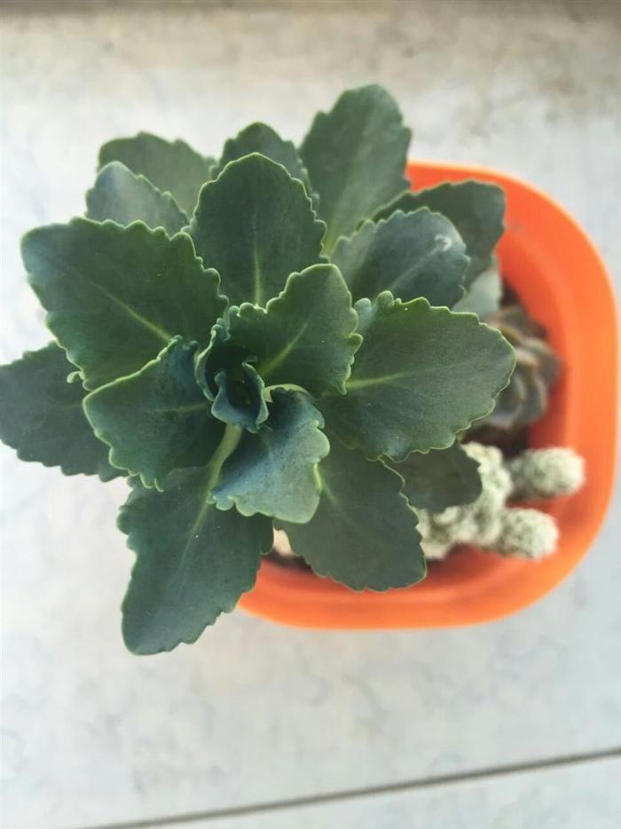 多肉藍玫瑰圖片_多肉藍玫瑰怎么養_玫瑰養藍多肉怎么養