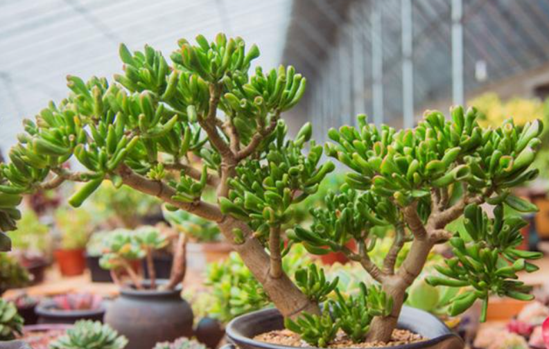 三種可以養(yǎng)成樹的“多肉”，不僅漂亮又好養(yǎng)，而且夏季也不休眠
