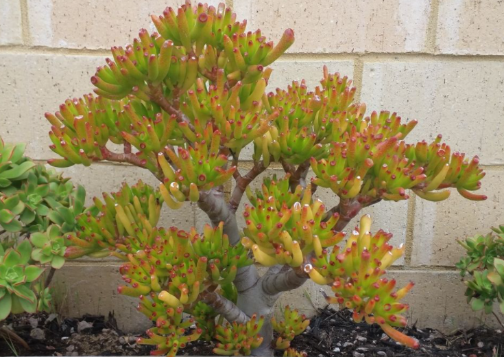 養多肉適合家里擺放嗎_哪些多肉適合家里養_多肉適合家養嗎