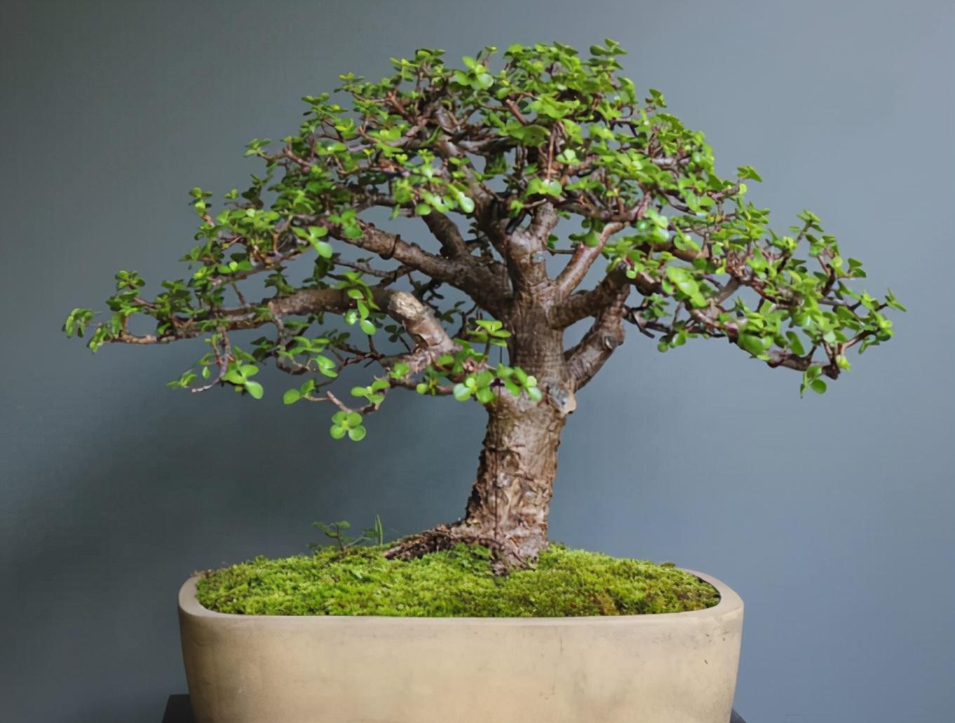 哪些多肉適合家里養_多肉適合家養嗎_養多肉適合家里擺放嗎