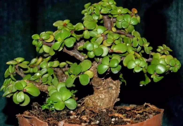 養多肉適合家里擺放嗎_哪些多肉適合家里養_多肉適合家養嗎