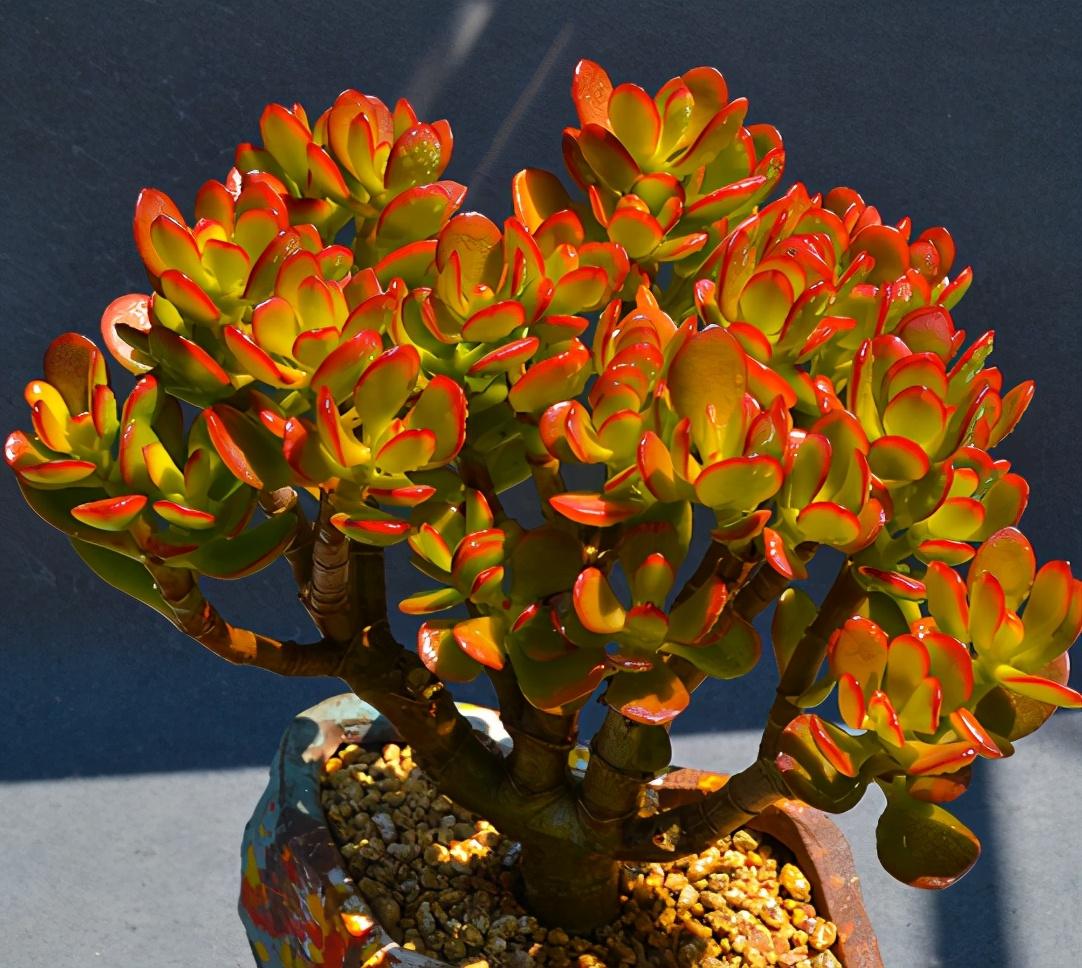 哪些多肉適合家里養_養多肉適合家里擺放嗎_多肉適合家養嗎