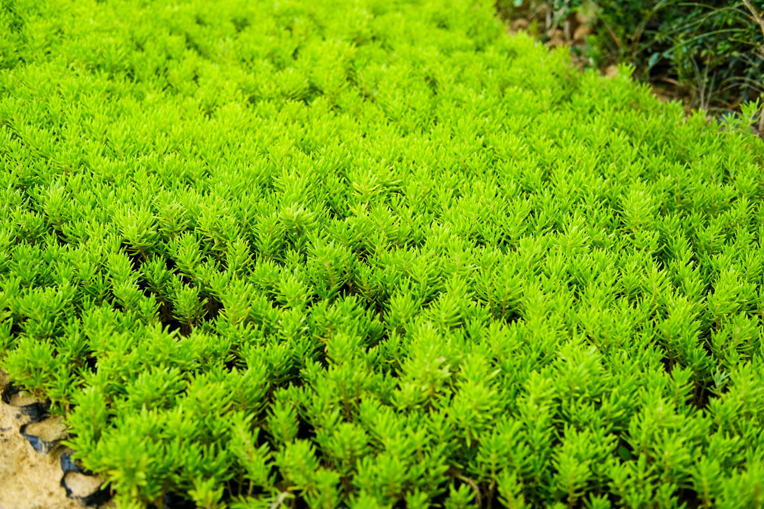 玫瑰養(yǎng)多肉白菜好嗎_玫瑰養(yǎng)多肉白花好嗎_多肉白玫瑰怎么養(yǎng)