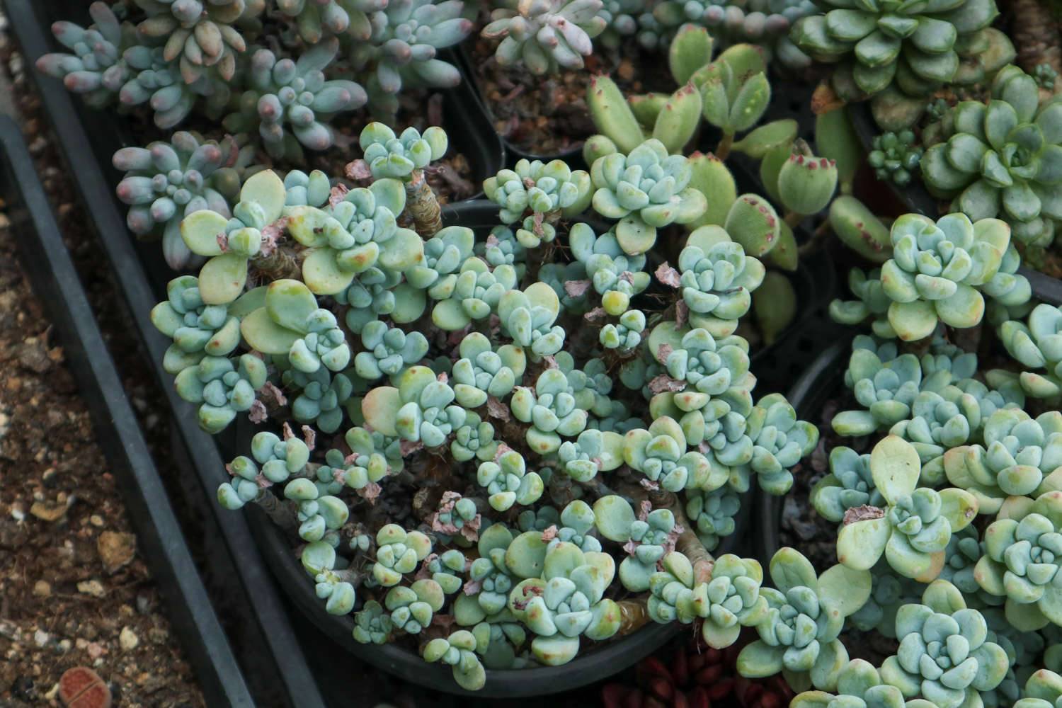 玫瑰養(yǎng)多肉白花好嗎_玫瑰養(yǎng)多肉白菜好嗎_多肉白玫瑰怎么養(yǎng)