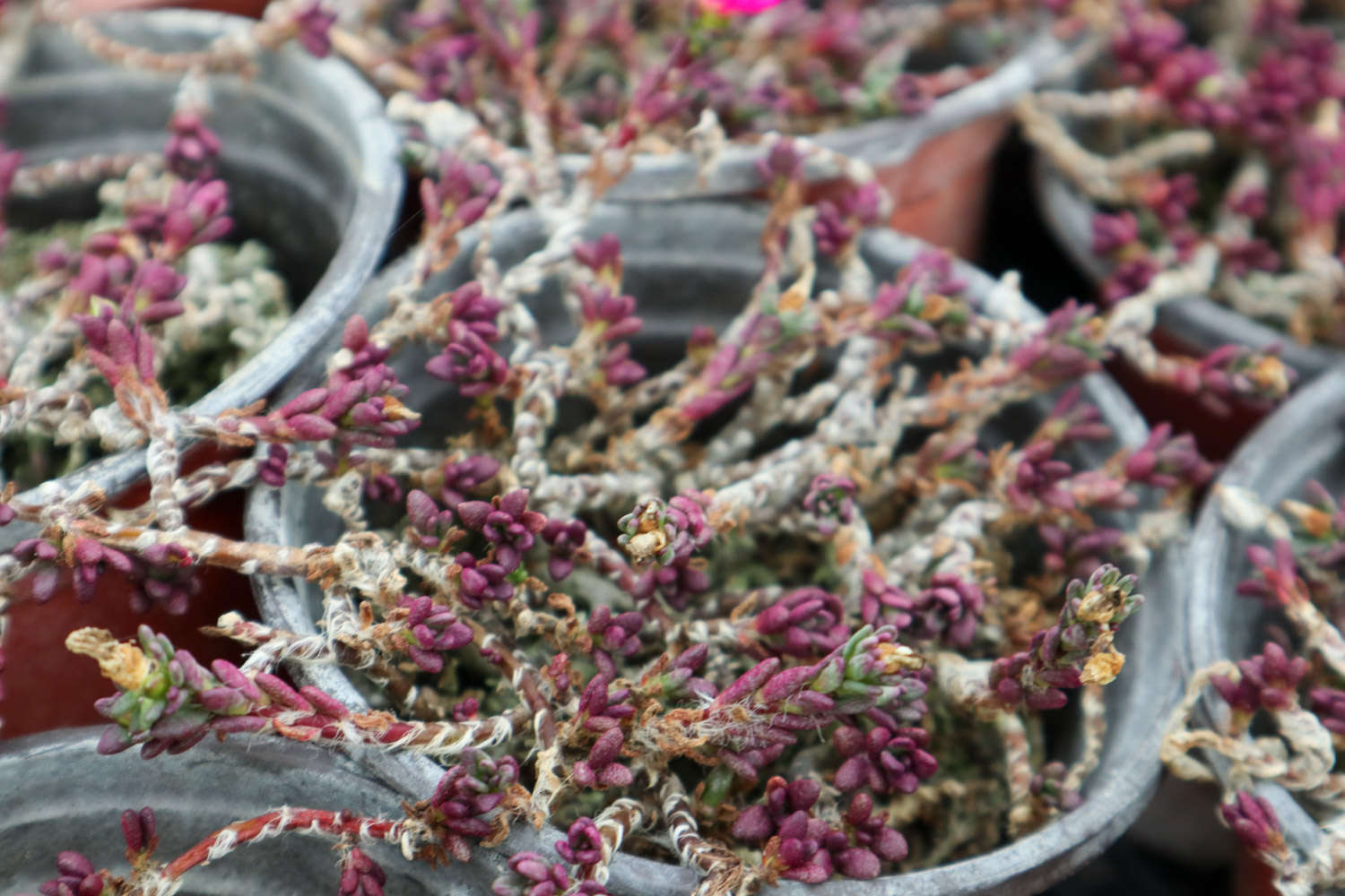 多肉白玫瑰怎么養(yǎng)_玫瑰養(yǎng)多肉白花好嗎_玫瑰養(yǎng)多肉白菜好嗎