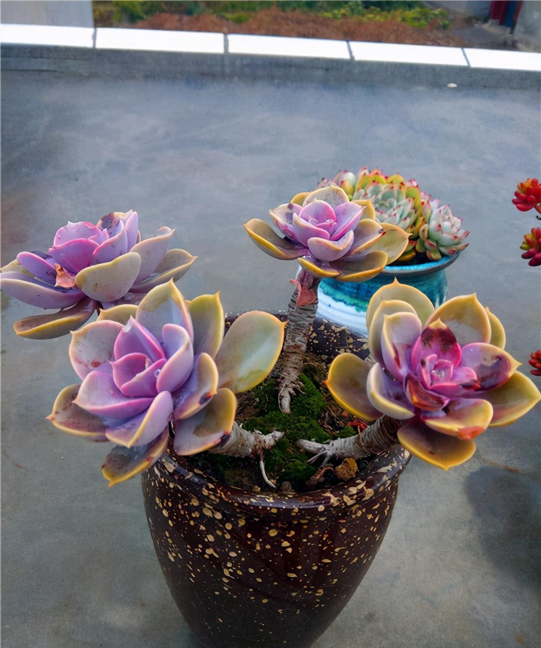 以上多肉植物_多肉植物多少種類_植物多肉以上怎么養(yǎng)