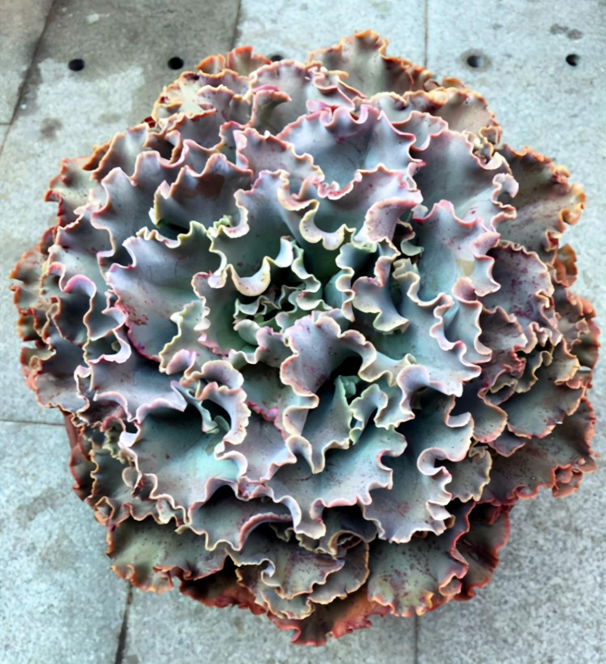 以上多肉植物_植物多肉以上怎么養(yǎng)_多肉植物多少種類