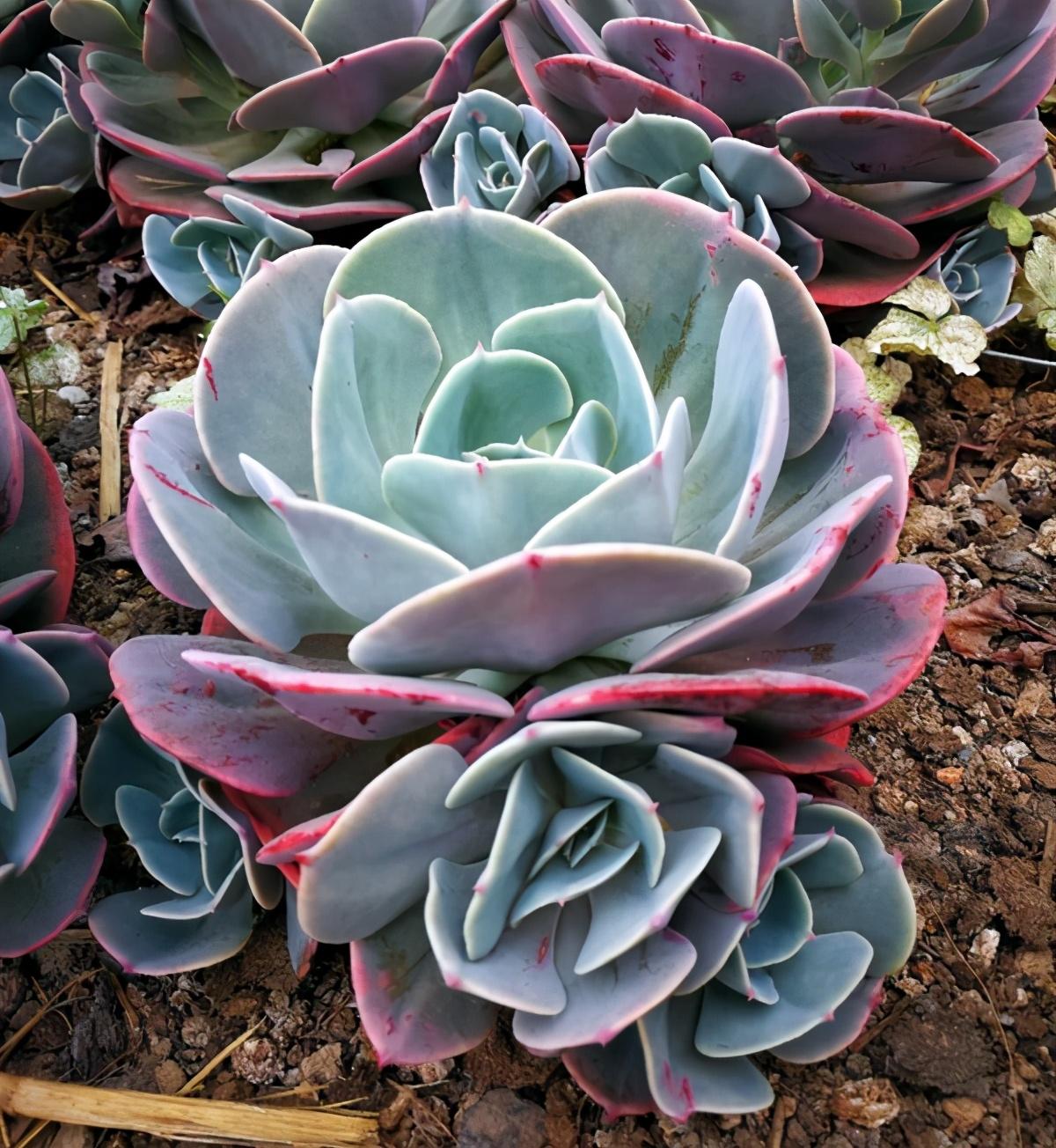 植物多肉以上怎么養(yǎng)_多肉植物多少種類_以上多肉植物