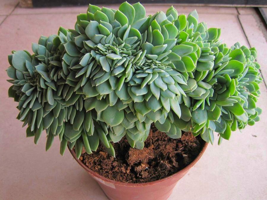 植物多肉以上怎么養(yǎng)_多肉植物多少種類_以上多肉植物