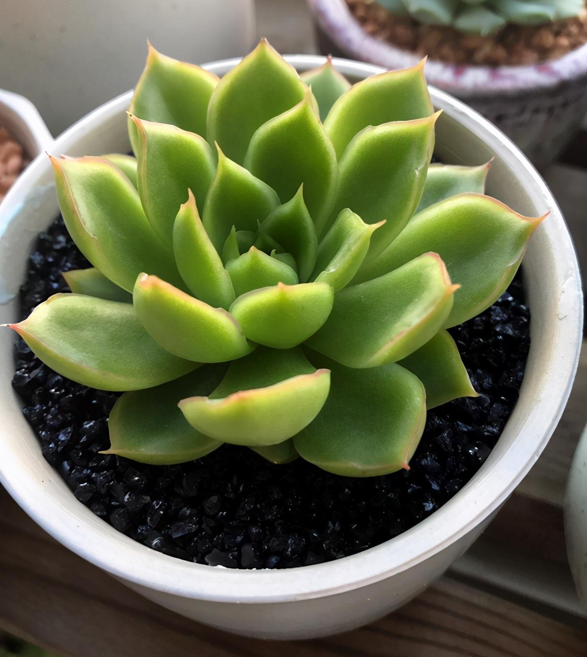 以上多肉植物_植物多肉以上怎么養(yǎng)_多肉植物多少種類