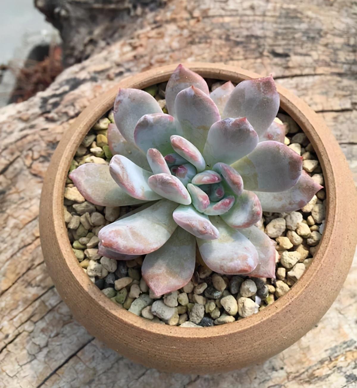 多肉植物多少種類_植物多肉以上怎么養(yǎng)_以上多肉植物