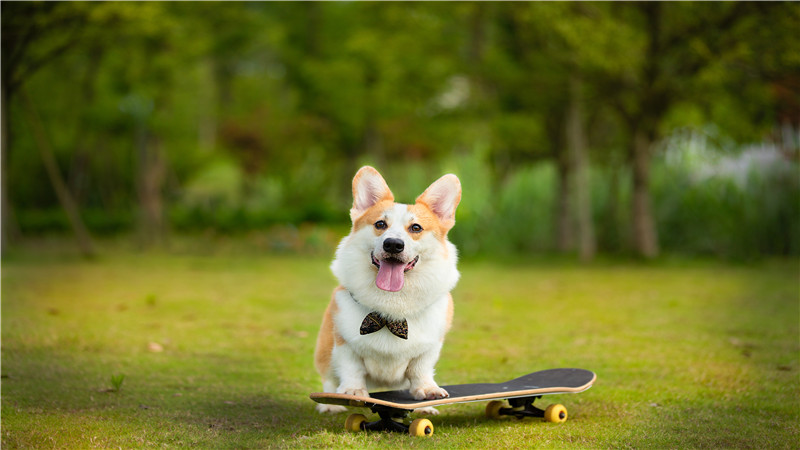 狗狗可以吃西瓜嗎