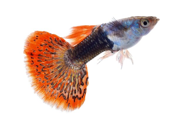 十大孔雀魚品種排名 最受歡迎的孔雀魚品種 哪種孔雀魚好看又好養