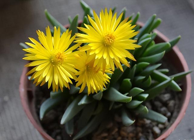 5種多肉，開花超贊，葉美花更靚，你值得擁有