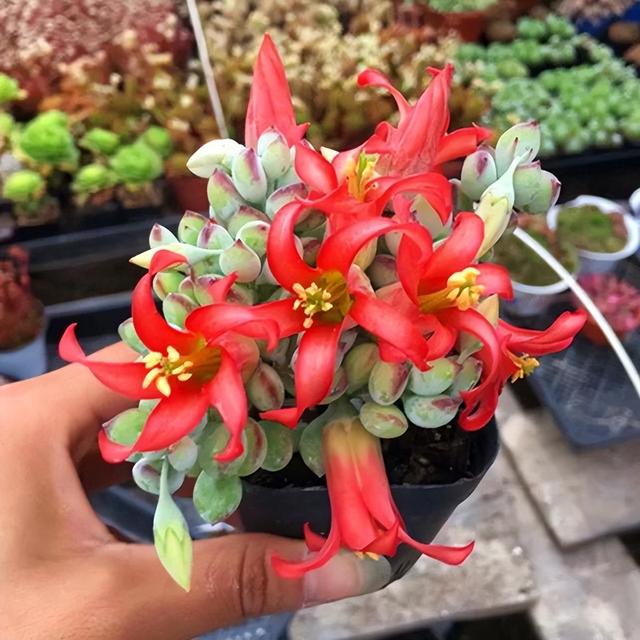 開花植物多肉有毒嗎_開花的多肉植物有哪些_多肉開花的植物