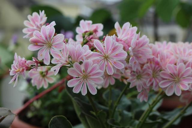 開花的多肉植物有哪些_開花植物多肉有毒嗎_多肉開花的植物