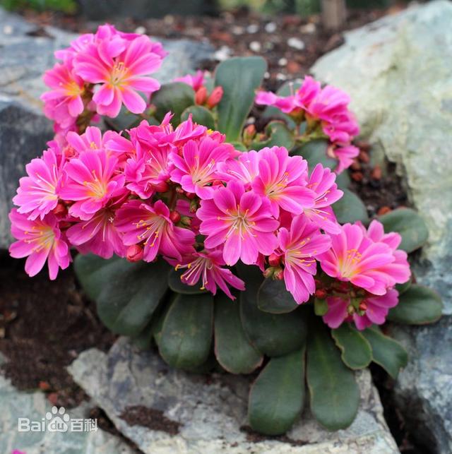 開花的多肉植物有哪些_多肉開花的植物_開花植物多肉有毒嗎