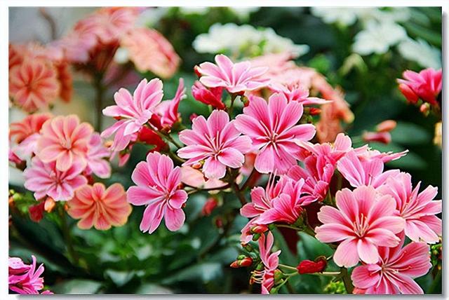 開花的多肉植物有哪些_多肉開花的植物_開花植物多肉有毒嗎