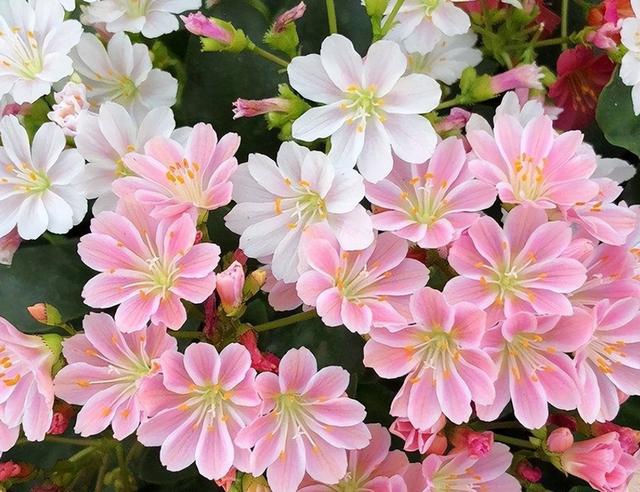 開花植物多肉有毒嗎_開花的多肉植物有哪些_多肉開花的植物