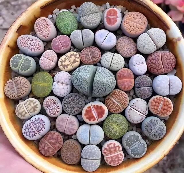 開花的多肉植物有哪些_開花植物多肉有毒嗎_多肉開花的植物