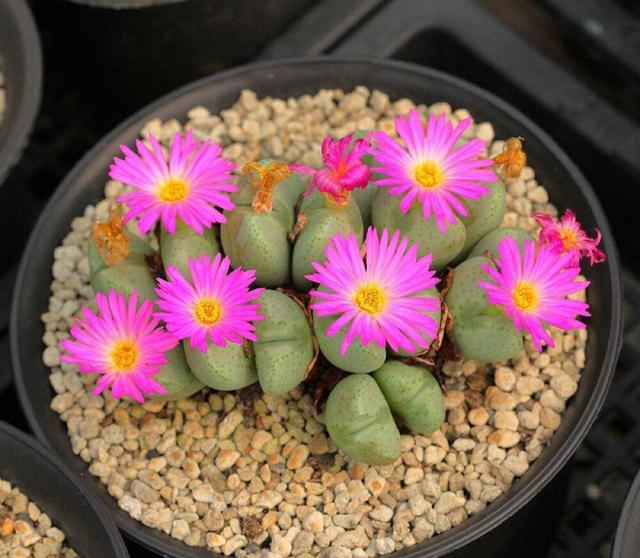 多肉開花的植物_開花植物多肉有毒嗎_開花的多肉植物有哪些