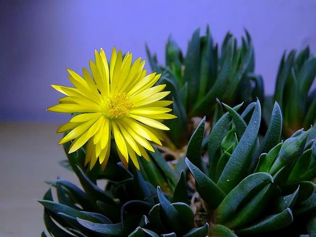 開花植物多肉有毒嗎_開花的多肉植物有哪些_多肉開花的植物