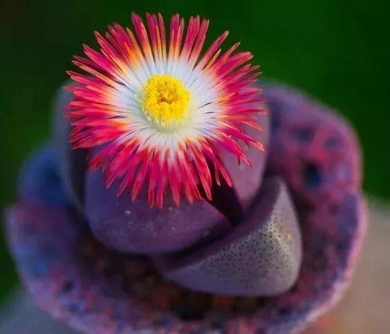 多肉開花的植物_開花的多肉植物有哪些_開花植物多肉有毒嗎