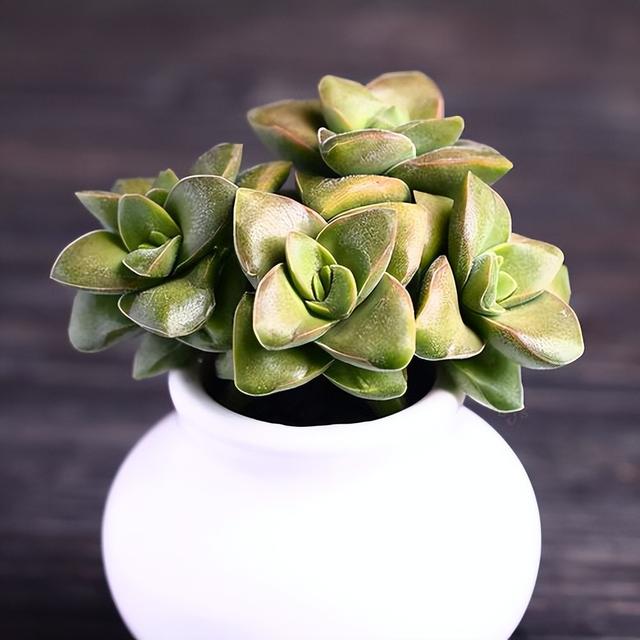 開花的多肉植物有哪些_多肉開花的植物_開花植物多肉有毒嗎