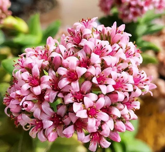 開花植物多肉有毒嗎_多肉開花的植物_開花的多肉植物有哪些