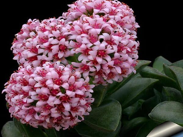 開花植物多肉有毒嗎_開花的多肉植物有哪些_多肉開花的植物