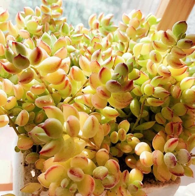 開花植物多肉有毒嗎_多肉開花的植物_開花的多肉植物有哪些