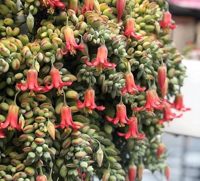 開花的多肉植物有哪些_開花植物多肉有毒嗎_多肉開花的植物