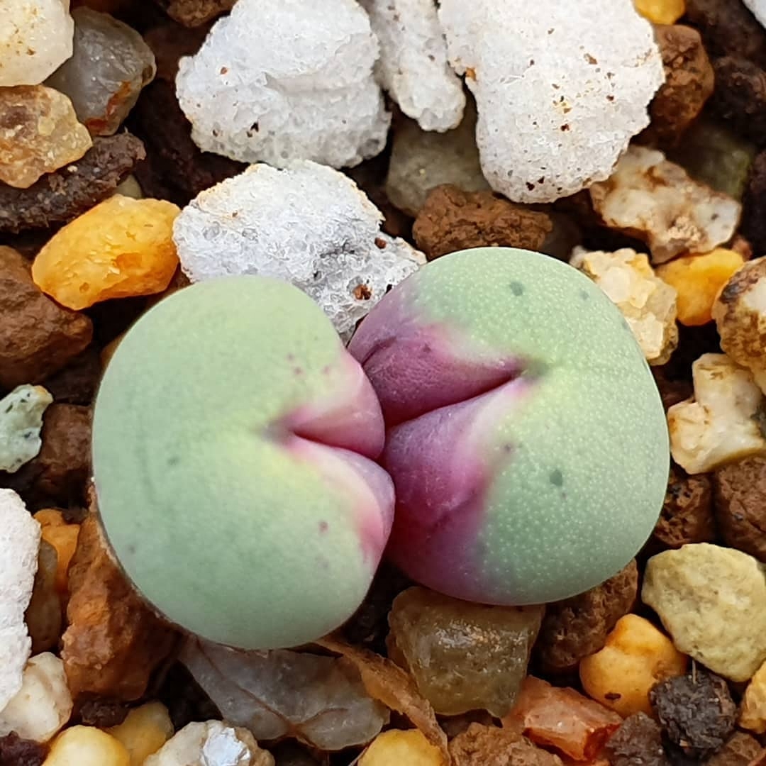 綠植多肉花_多肉綠植花卉圖片大全及花名_綠植多肉